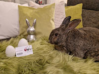 Hase mit Bibliotheksausweis der Stadtbibliothek Erlangen