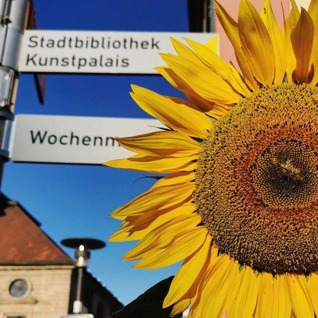 Wegweiser Stadtbibliothek mit Sonnenblume